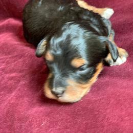 Boone - Black and tan male Schnoodle puppy in Kentucky from Mrs Bs Teeny Schnauzers & Doodles