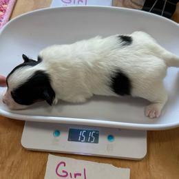 Pretty in pink - Black brown and white female Papillon puppy in Middleville, Michigan from Cheryl's Papillons