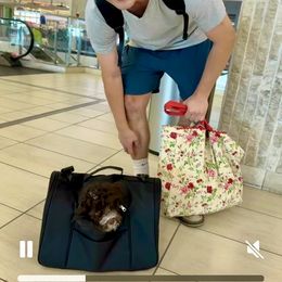 Pamina (little honey) - White female Lagotto Romagnolo puppy in Lakeland, Florida from Joyful Heart