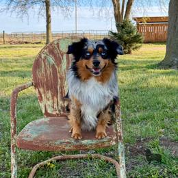 Drover - Miniature American Shepherd