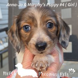 Girl 4 - Dapple female Dachshund puppy in Anamosa, Iowa from Melsh Precious Pets
