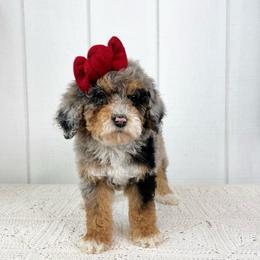 Flurry - Blue merle female Aussiedoodle puppy in Omro, Wisconsin from Crystal Ridge Doodles