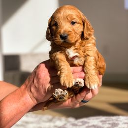 Goldendoodle Puppies from Bundy Farm