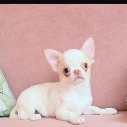 Chihuahua puppies from GeorgiasChihuahuas