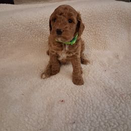 Reen collar boy - Red  male Poodle puppy in Hogansville, Georgia from Grace Colt Farms