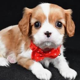 Bobby - Blenheim male Cavalier King Charles Spaniel puppy in Los Angeles, California from Myles Barnum