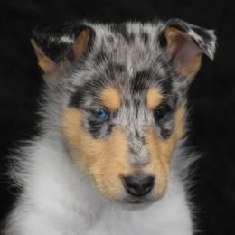 Juniper - Blue merle and white female Collie puppy in Danville, Pennsylvania from Brookwood Collies, Smooth & Rough
