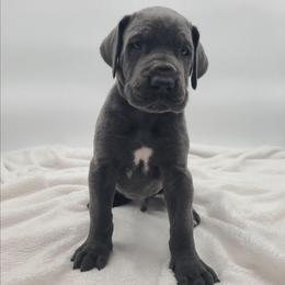 Bruno - Blue male Great Dane puppy in Kannapolis, North Carolina from Carolina Great Danes & Toy Poodles