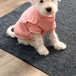 Summer - White female Miniature Schnauzer puppy in New Caney, Texas from Sadie Miniature Schnauzers