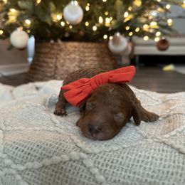 Pink Collar Girl - Red  female Poodle puppy in Charlotte, North Carolina from Bruno & Co. Puppies