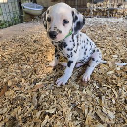 Green - White and black male Dalmatian puppy in Pulaski, Tennessee from River Valley Forge Dalmatians