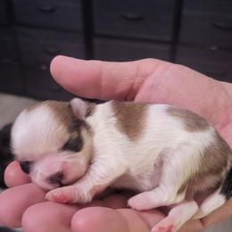 Rusty - Silver gold and white male Shih Tzu puppy in Willard, Utah from Shih-tzu Queen