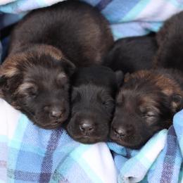 Third pick boy - Sable male German Shepherd puppy in Elkmont, Alabama from Oakmont Shepherds