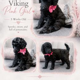 Pink - Black female Poodle puppy in Louisville, Kentucky from Borealis Poodles