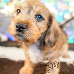Pooh Bear - Dapple male Dachshund puppy in Mc Neil, Arkansas from Shining A Lowriders & Co.
