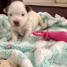 Grace - Chocolate, tan and white female Yorkshire Terrier puppy in Eustis, Florida from Angel Spun Yorkies