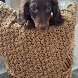 Crush - Chocolate and tan male Dachshund puppy in North Fort Myers, Florida from Trust Fund Devil Kennel