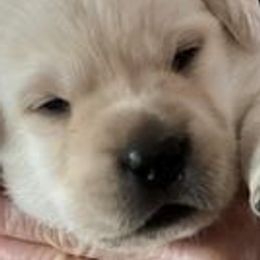 Labrador Retrievers from Bella Rancho Suzanna
