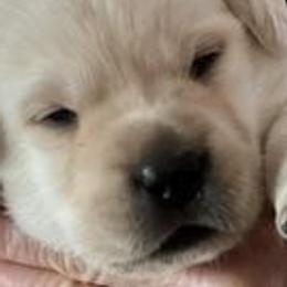 Labrador Retrievers from Bella Rancho Suzanna