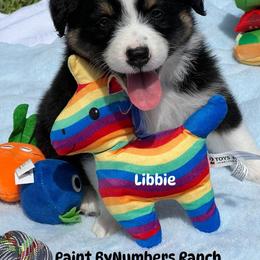 Libbie - Black tri-color female Australian Shepherd puppy in Magee, Mississippi from Paint ByNumbers Ranch