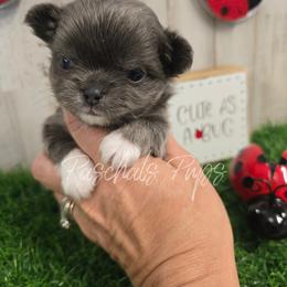 Stetson - Blue and white male Chihuahua puppy in Bowdon, Georgia from Paschal's Pups