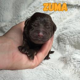 Zuma - Chocolate male Labrador Retriever puppy in Tomahawk, Wisconsin from Mahner Labs