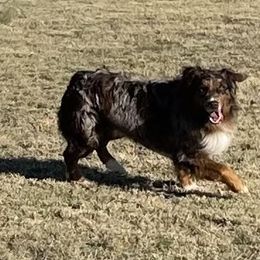 Jake - Australian Shepherd