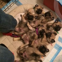 Pug Puppies from Dixie Pugs of Tn