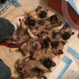 Pug Puppies from Dixie Pugs of Tn