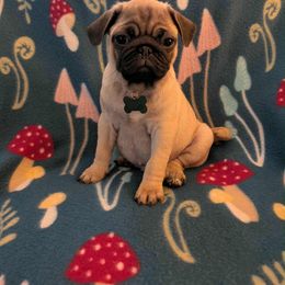 Pug Puppies from Lisa's Pugalicious Pugs