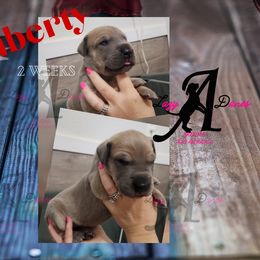Girl 1 - Fawn female Great Dane puppy in Longview, Texas from Lazy A Danes