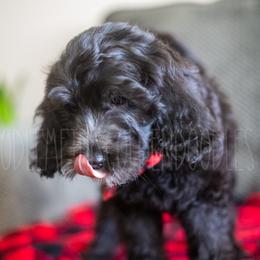 Goldendoodle Puppies from Doodle Me This Goldendoodles