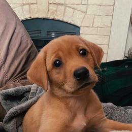 German Shorthaired Pointer and Labrador Retriever Puppies from LL Gun Dogs, LLC