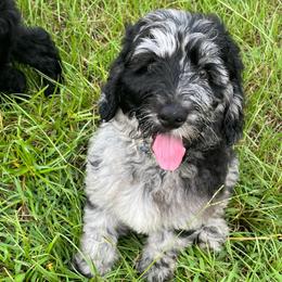 Cowboy (dark blue) - Merle male Goldendoodle puppy in Ocala, Florida from Hancock Place Doodles