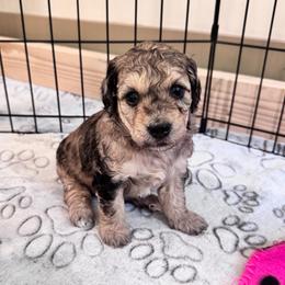 Cookie - Brown merle female Aussiedoodle puppy in Nottingham, Pennsylvania from Nottingham Aussiedoodles
