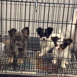3250 black-white long coat girl - Black and white female Chihuahua puppy in Strawberry, Arkansas from Strawberry River Chihuahuas