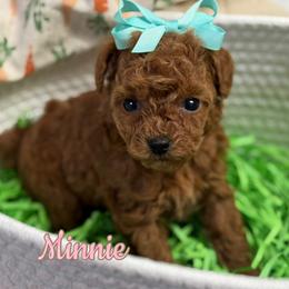 Chow Chow, Goldendoodle, and Poodle Puppies from Regal Canine Creations