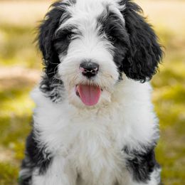Assorted Doodle Crosses, Old English Sheepdog, and Poodle Puppies from Everyone Loves Doodlez