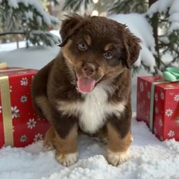 Andovers Crimson Promise - Red tri-color female Miniature American Shepherd puppy in Rockford, Illinois from Andover Aussies