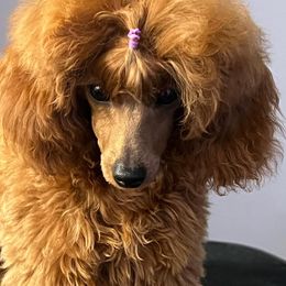 Poodles from Royal Kedsmore Toy Poodles