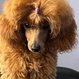 Poodles from Royal Kedsmore Toy Poodles
