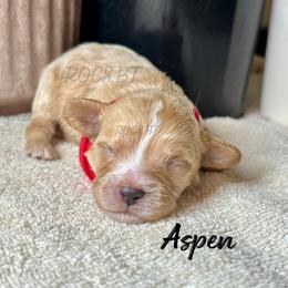 Boy 2 - male Cavapoo puppy in Oklahoma from Rocky Oak Cavaliers & Biewer Terriers LLC