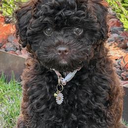 Shihpoo puppies from Doodle Lane - Toy Doodles Alabama