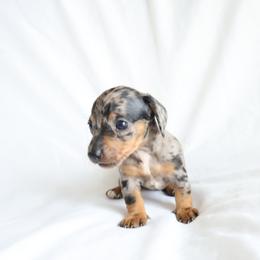 Darcy - Dapple female Dachshund puppy in Fredericksburg, Ohio from William's Dachshunds