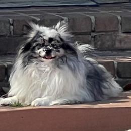 Pomeranian puppies from La Belle Pomeranians