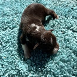 Brownie - Red tri-color male Miniature American Shepherd puppy in Monroe, Utah from Shawnkara Australian Shepherds & Miniature American Shepherds