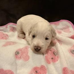 Snowflake - Cream female Labradoodle puppy in Churchill County Fallon, Nevada from Card Family Ranch
