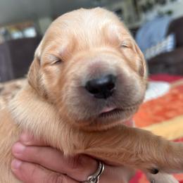 Green - Golden male Golden Retriever puppy in Bonanza, Oregon from Gold 'N Dust Ranch