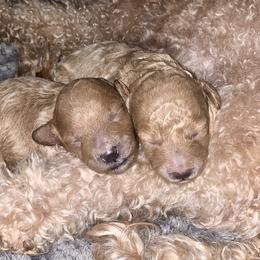 Cavapoo, Cockapoo, Goldendoodle, and Maltipoo Puppies from Perdue Puppies