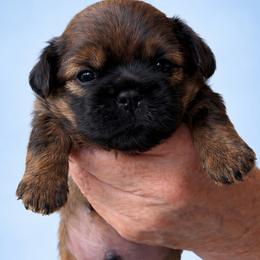 Ryder - Red male Shih Tzu puppy in Tallahassee, Florida from Bows and Bow Ties